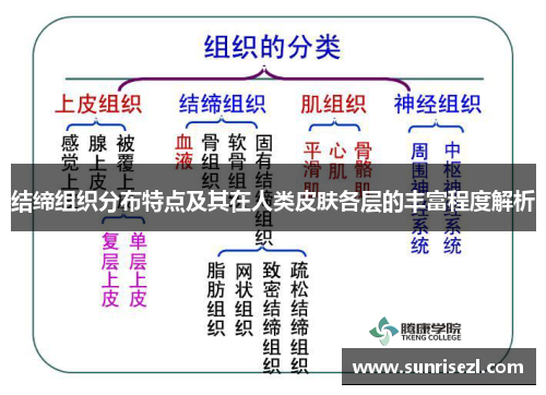 结缔组织分布特点及其在人类皮肤各层的丰富程度解析